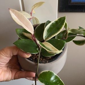 Meet your Posher, Tanya